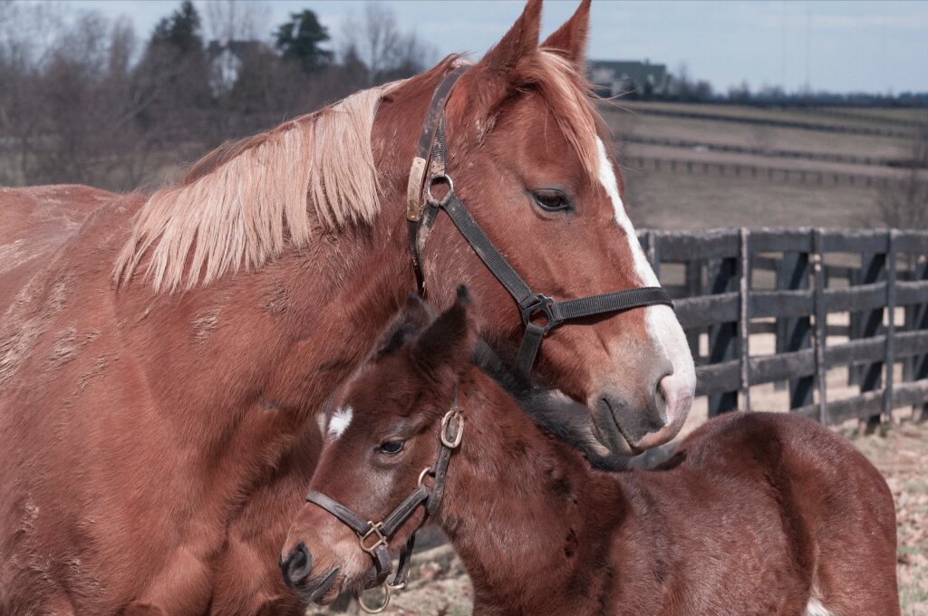 Rachel Alexandra filly and nurse mare