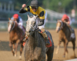 Flashy Bull