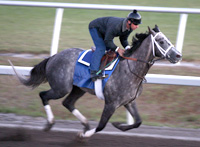 Flashy Bull