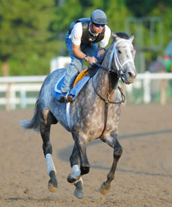 Flashy Bull