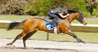 Forestry colt