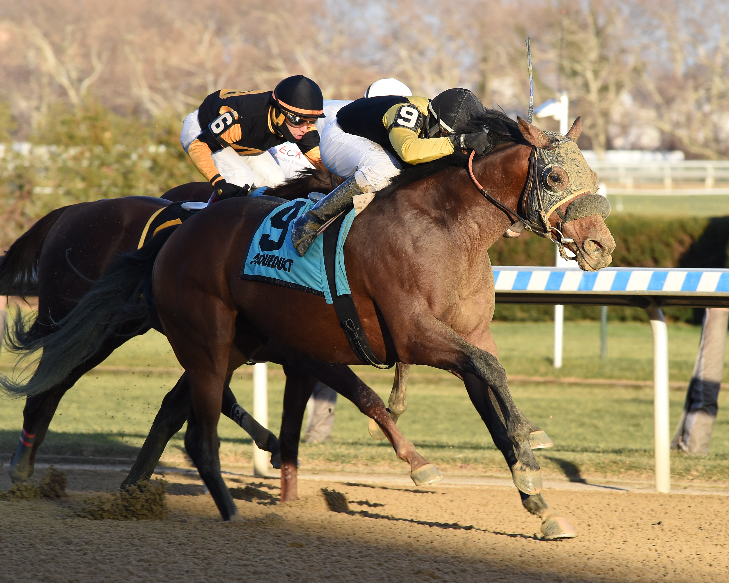 Forewarned wins the Queens County 12-19-2021