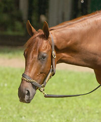 Funny Cide