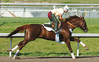 Funny Cide