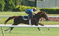Funny Cide