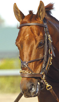 Funny Cide