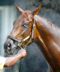 Funny Cide