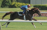 Funny Cide