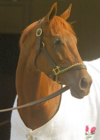 Funnycide