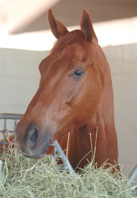 Funny Cide