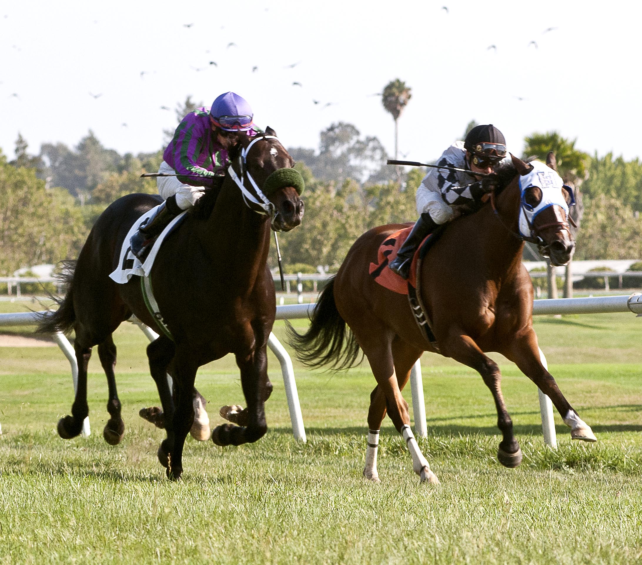 Gallant Son wins 2014 Jess Jackson