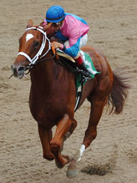 Galloping Grocer