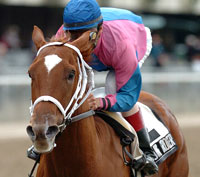 Galloping Grocer