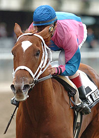 Galloping Grocer
