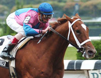 Galloping Grocer