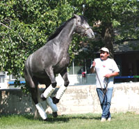 Giacomo