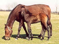 Giacomo
