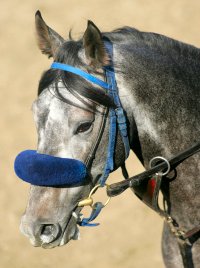 Giacomo