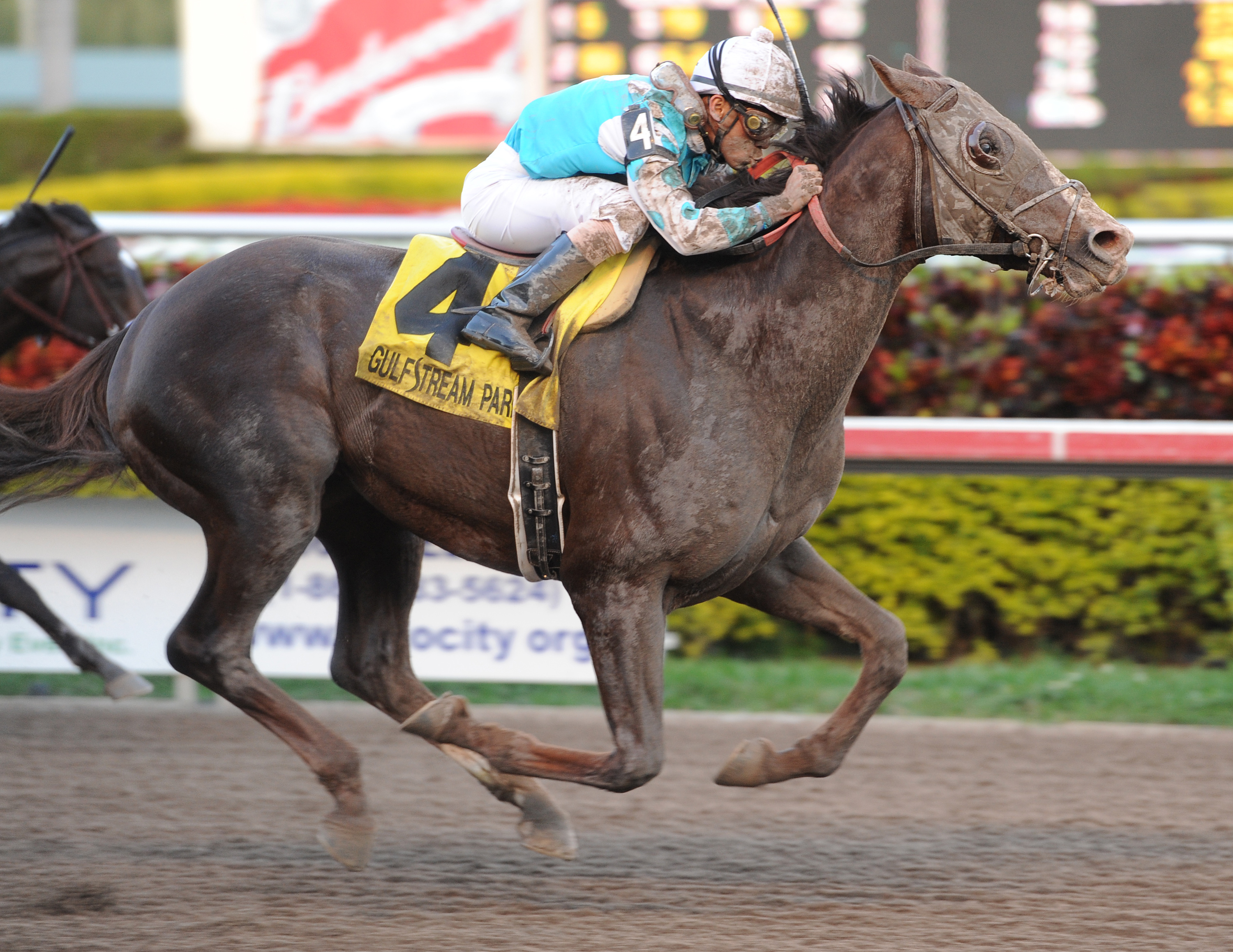 Giant Oak wins Donn