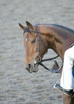 Gio Ponti