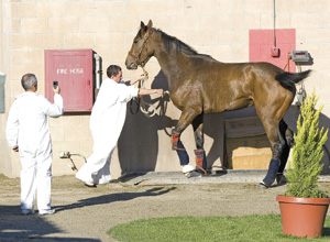 Goldikova