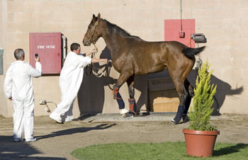 Goldikova
