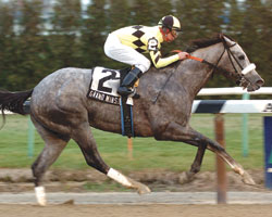 Grand Minstrel