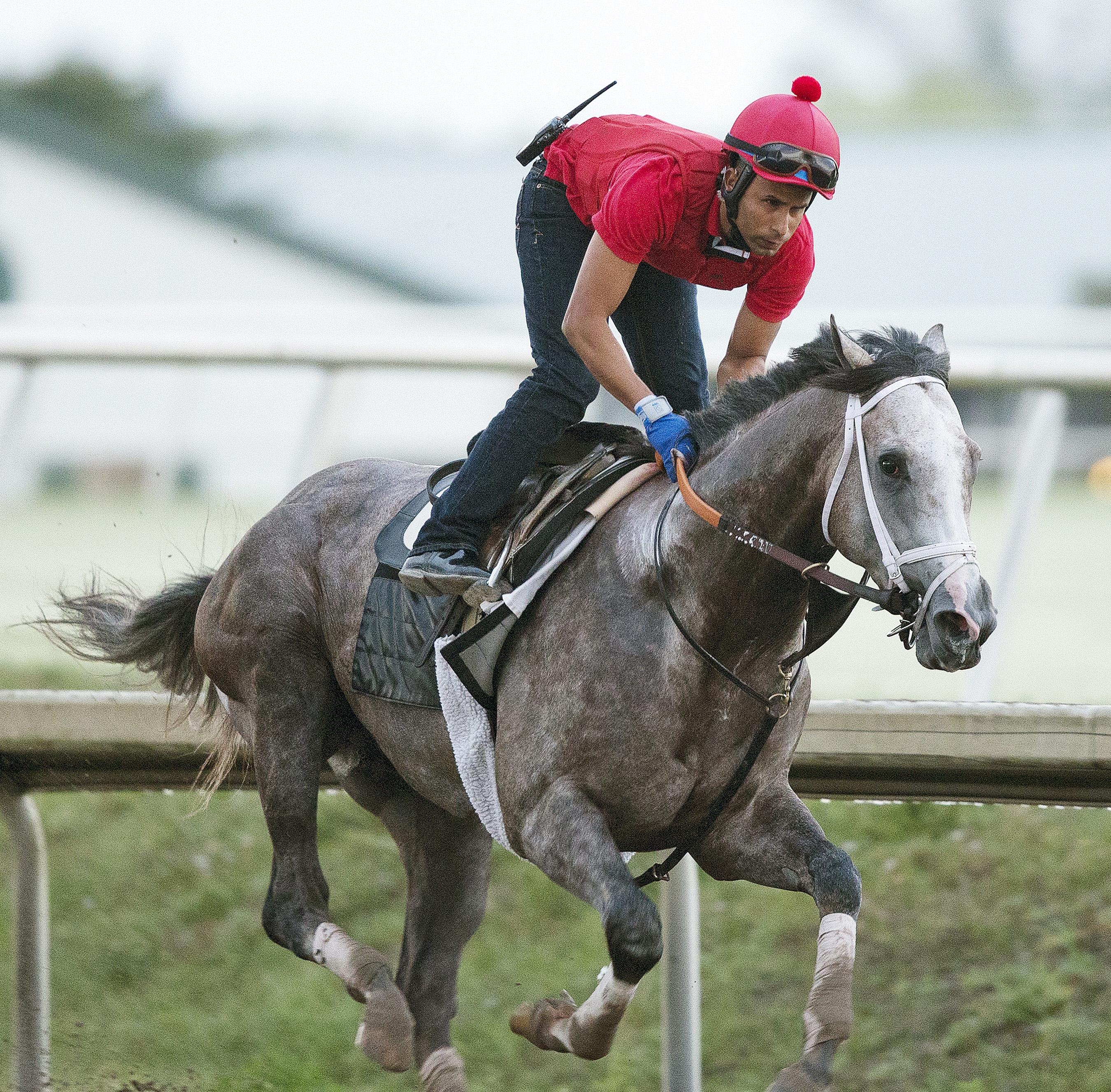 Havana working at Palm Meadows Tuesday