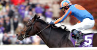 High Chaparral