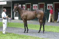 $3 million colt