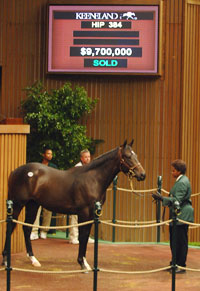 Hip 384, Storm Cat-Tranquility Lake colt