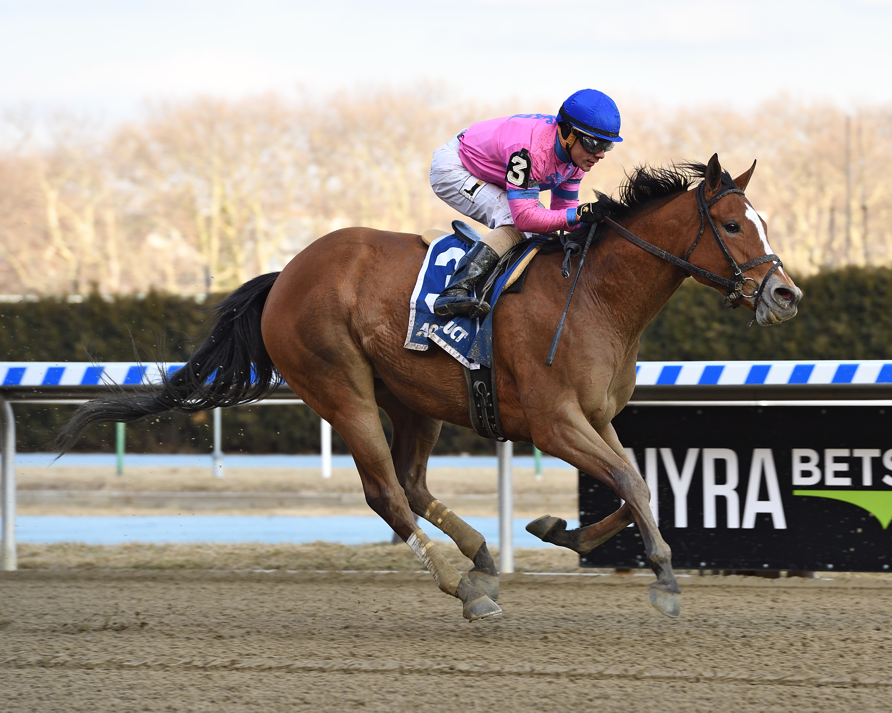 Holiday Disguise wins 2018 Biggio's Rose