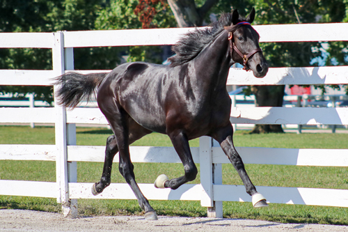 Holy Grail Hanover 10-2-22
