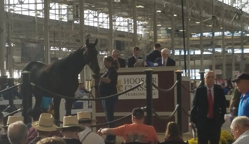 Hoosier Classic Yearling Sale 10/20/17