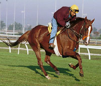 Irish Prize