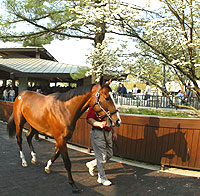 Keeneland sale