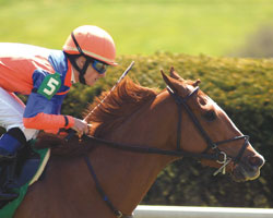 Lady of Venice