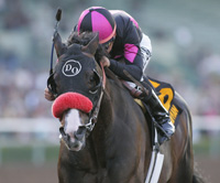Horsephotos