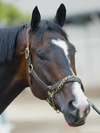 Lava Man