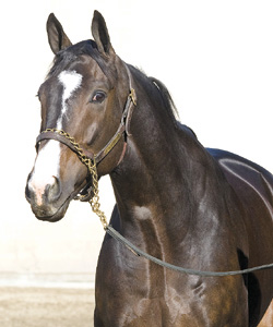 Lava Man