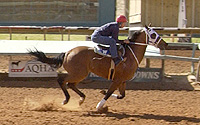Leading Spirit