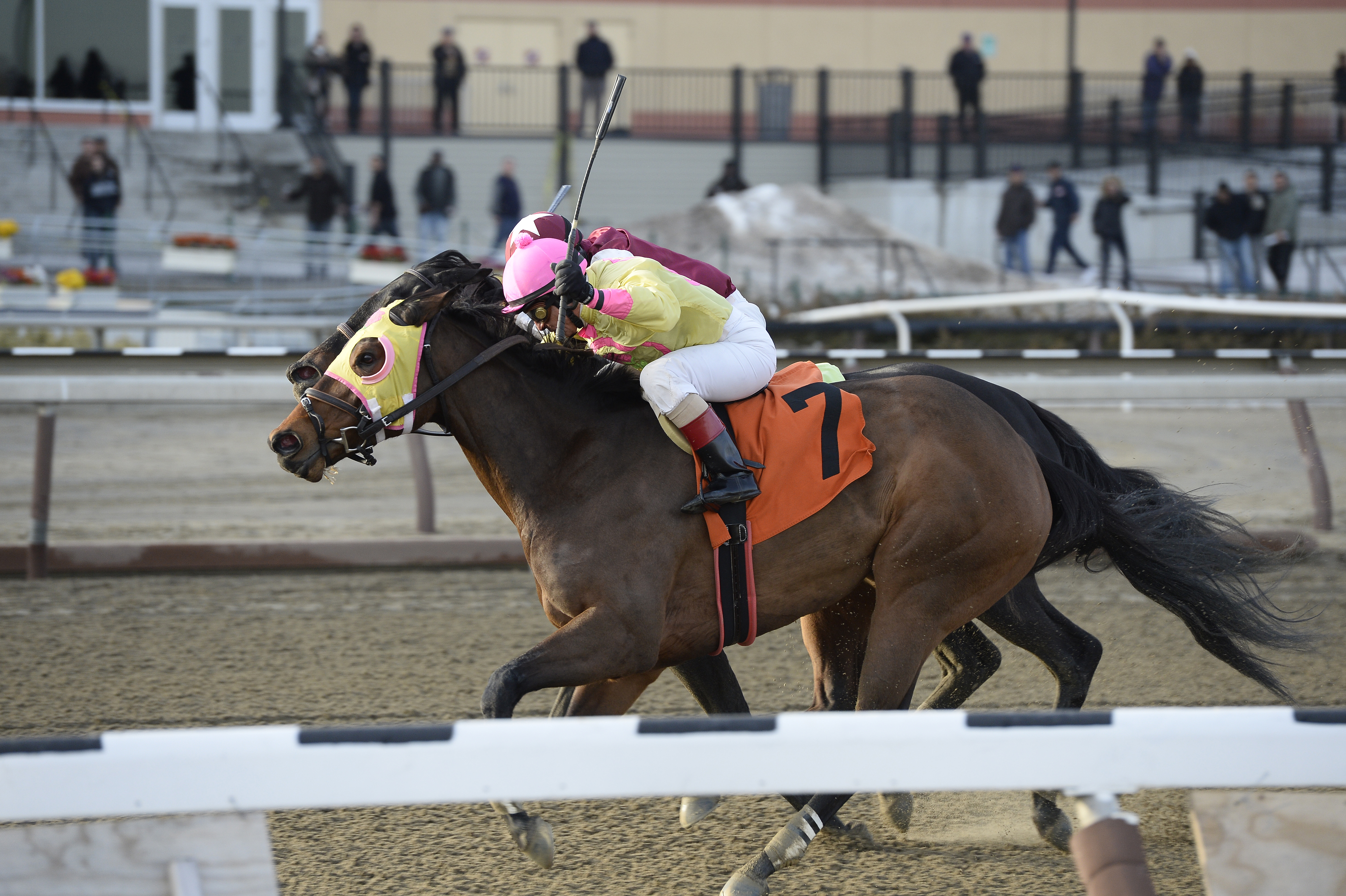 Lion D N A 2-1-2014