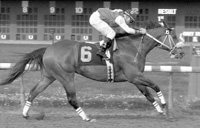 Lord Nelson