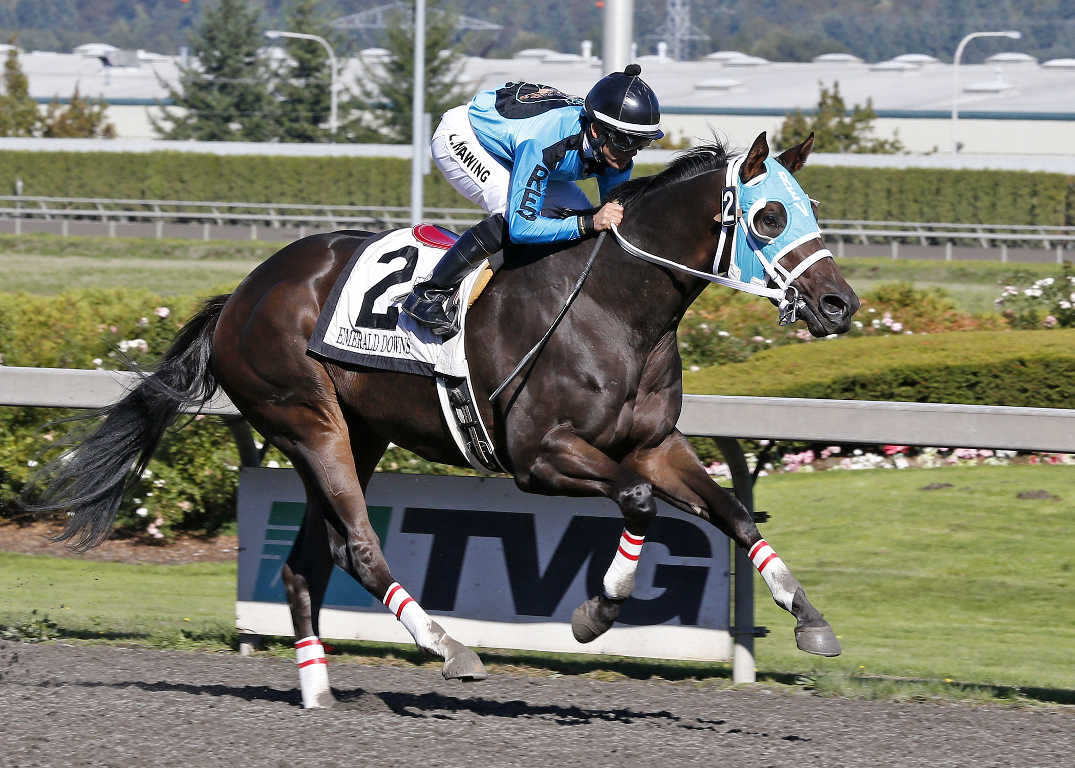 Mach One Rules wins the Cahill Road Stakes.
