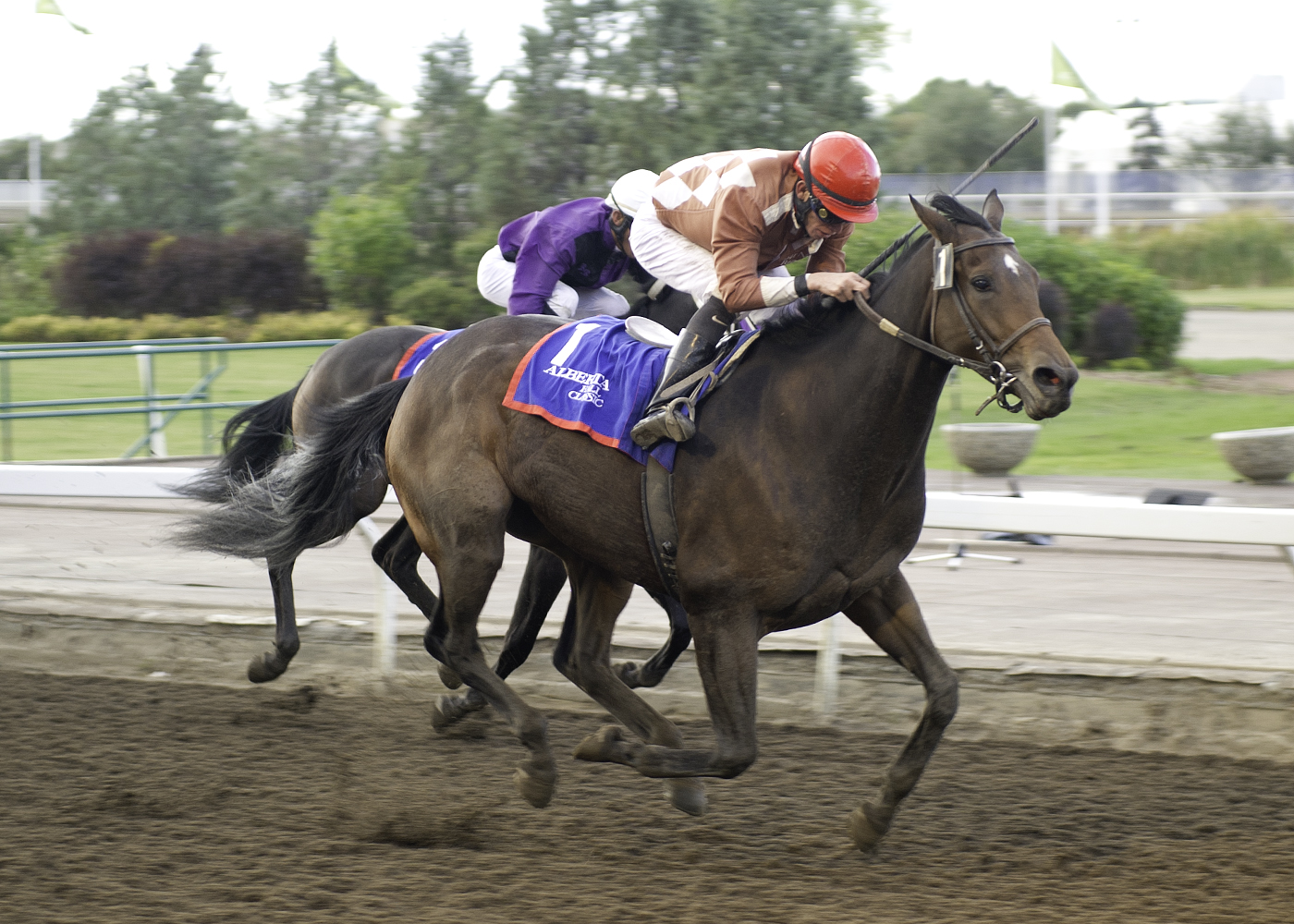 Major Temper/Alberta Breeders Handicap