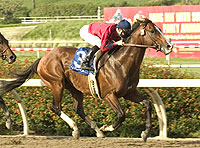McCann's Mojave