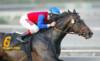 Medaglia d'Oro