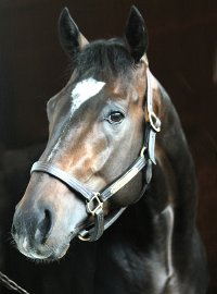 Medaglia d'Oro