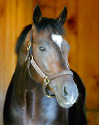Medaglia d'Oro