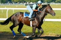 Medaglia d'Oro
